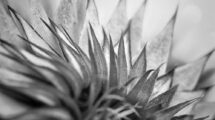 An Honest Look at ARAT Photography