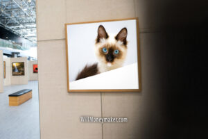 How to Design a Professional Portfolio