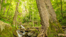 Too Much or Too Little? Building Interest in Your Images