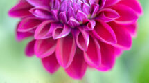 Exploring the Beauty of Floral Photography #2