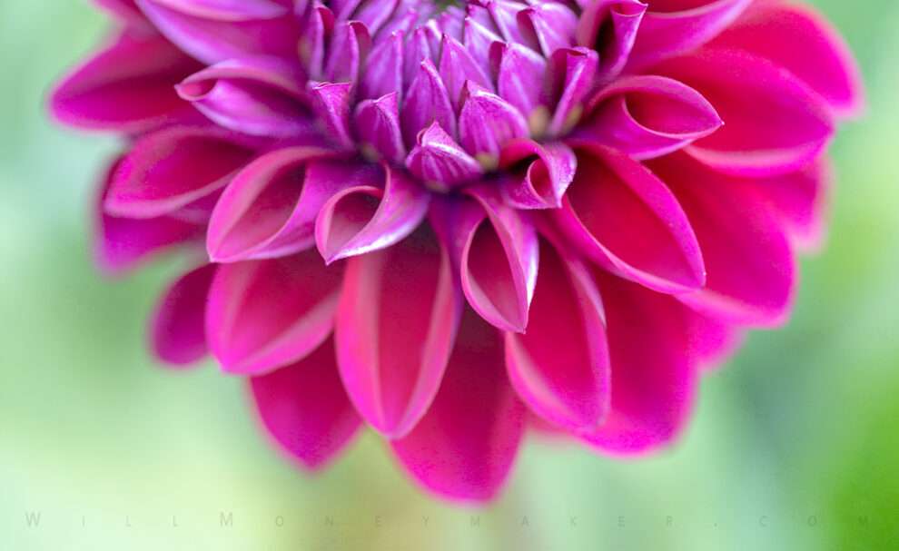 Exploring the Beauty of Floral Photography #2