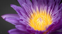 Exploring the Beauty of Floral Photography #1