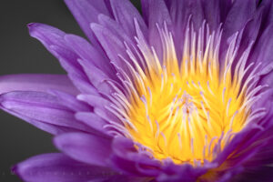 Exploring the Beauty of Floral Photography #1