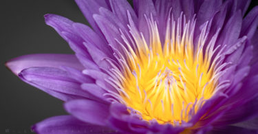 Exploring the Beauty of Floral Photography #1