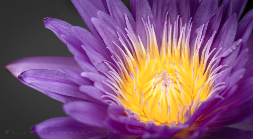 Exploring the Beauty of Floral Photography #1