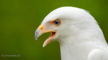 Support Conservation Efforts and Take Some Great Photos with Raptor Inc.
