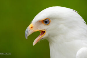 Support Conservation Efforts and Take Some Great Photos with Raptor Inc.