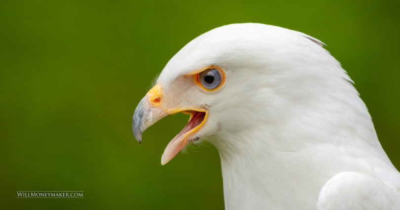 Support Conservation Efforts and Take Some Great Photos with Raptor Inc.