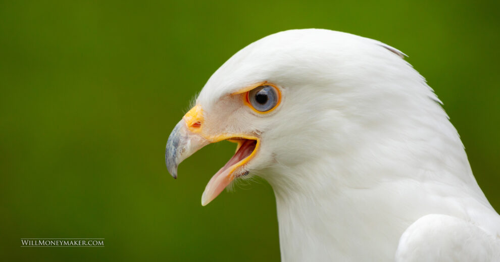 Support Conservation Efforts and Take Some Great Photos with Raptor Inc.