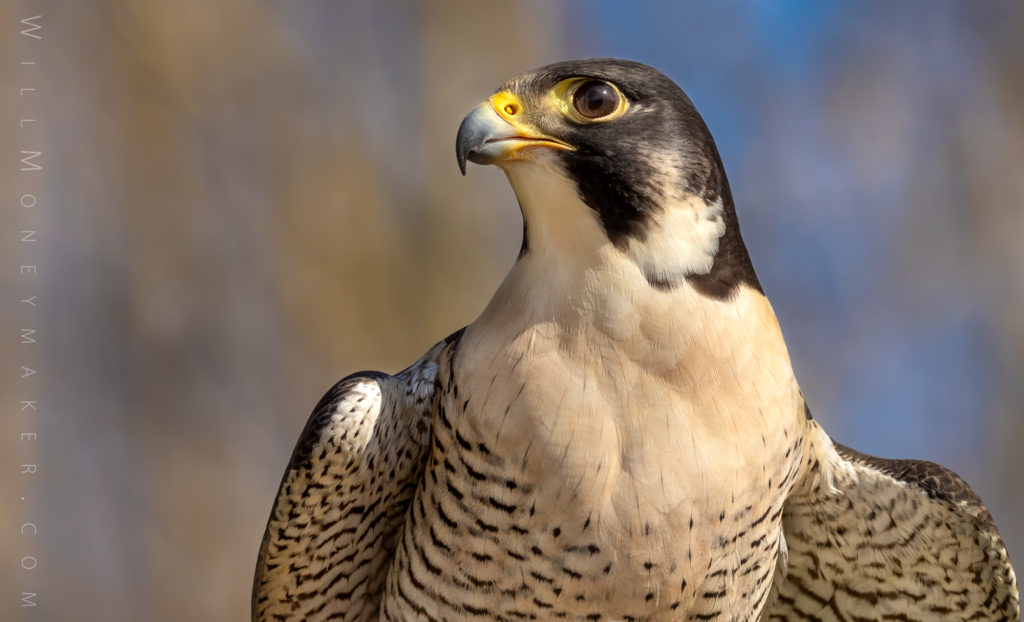 Lucy, Peregrine Falcon
