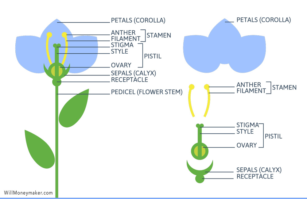 The Anatomy Of A Flower