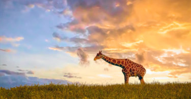 Exercising Your Creative Muscles