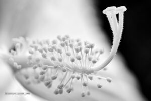 Feeling What You Photograph