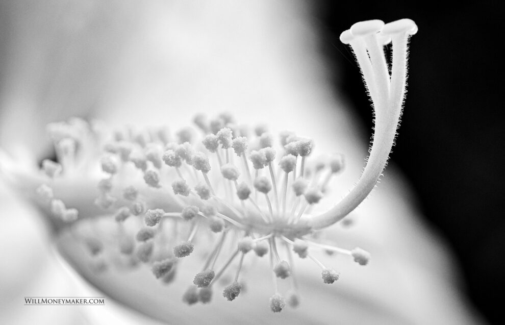 Feeling What You Photograph