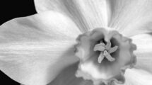 A New Way to Look at Individuality