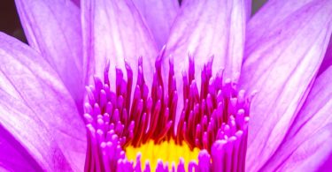 Effortless Photography