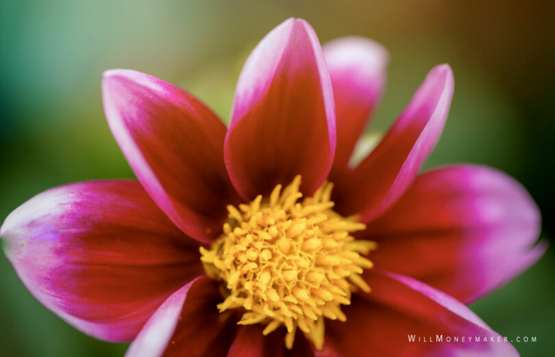 From Raw to Refined: Unedited Captures as Creative Beginnings in Photography