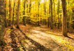 Country Roads