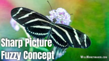 Sharp Picture, Fuzzy Concept