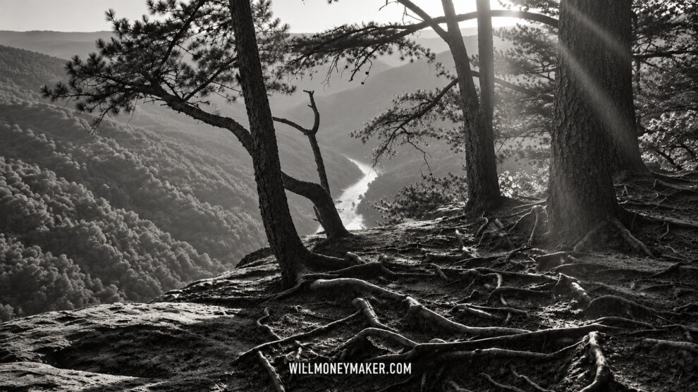 Black-and-white woodland overlook with exposed roots, soft sunrays, and a winding river in the valley.