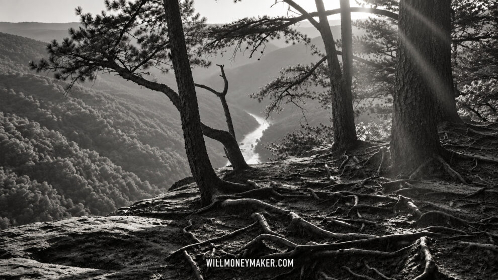 Black-and-white woodland overlook with exposed roots, soft sunrays, and a winding river in the valley.